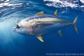   Yellowfin Tuna was running some false killer whales. hiding under our arms legs whales swam circles around us. us  